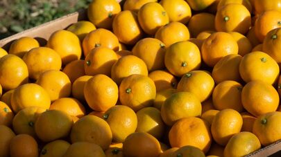 Сбор мандаринов в Абхазии 