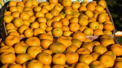 Сбор мандаринов в Абхазии 