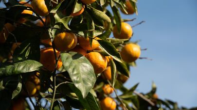 Сбор мандаринов в Абхазии 