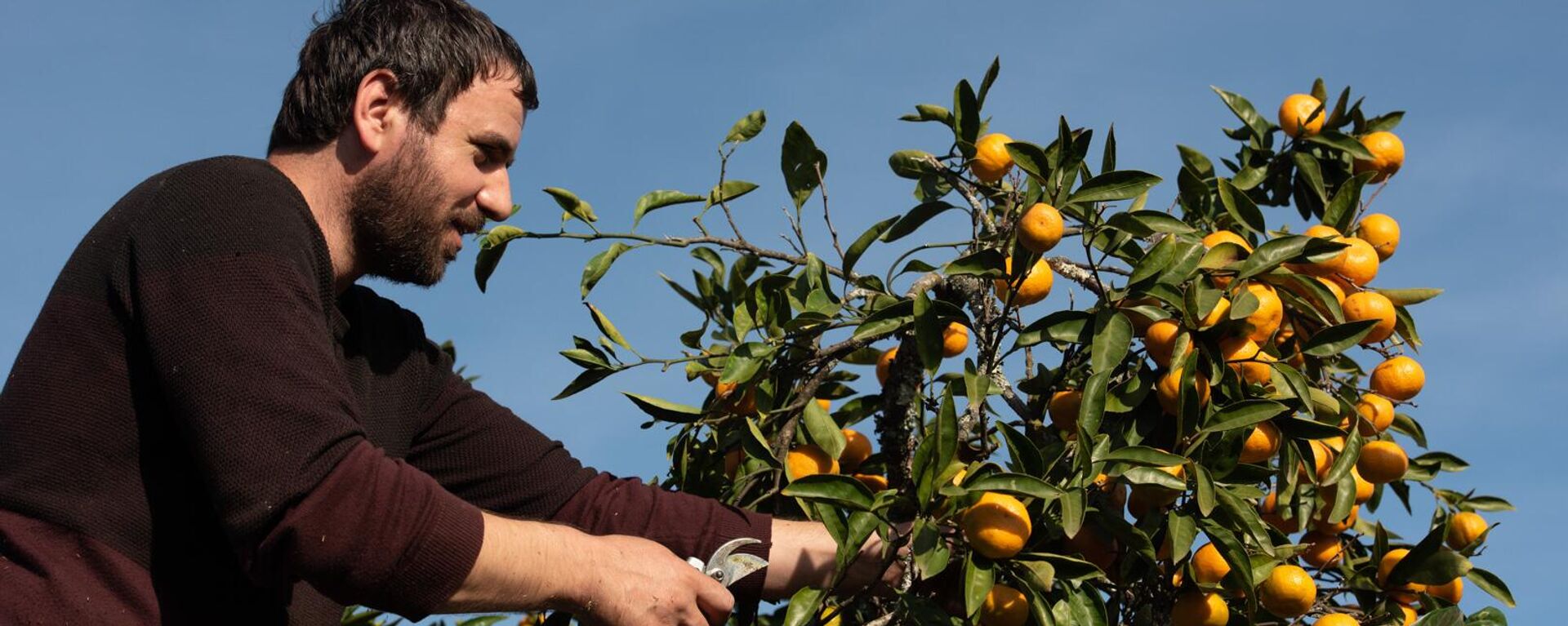 Сбор мандаринов в Абхазии  Сбор мандаринов в Абхазии  - Sputnik Абхазия, 1920, 15.10.2025