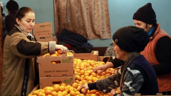 Более 60 тонн мандаринов было собрано для отправки на Донбасс - Sputnik Аҧсны