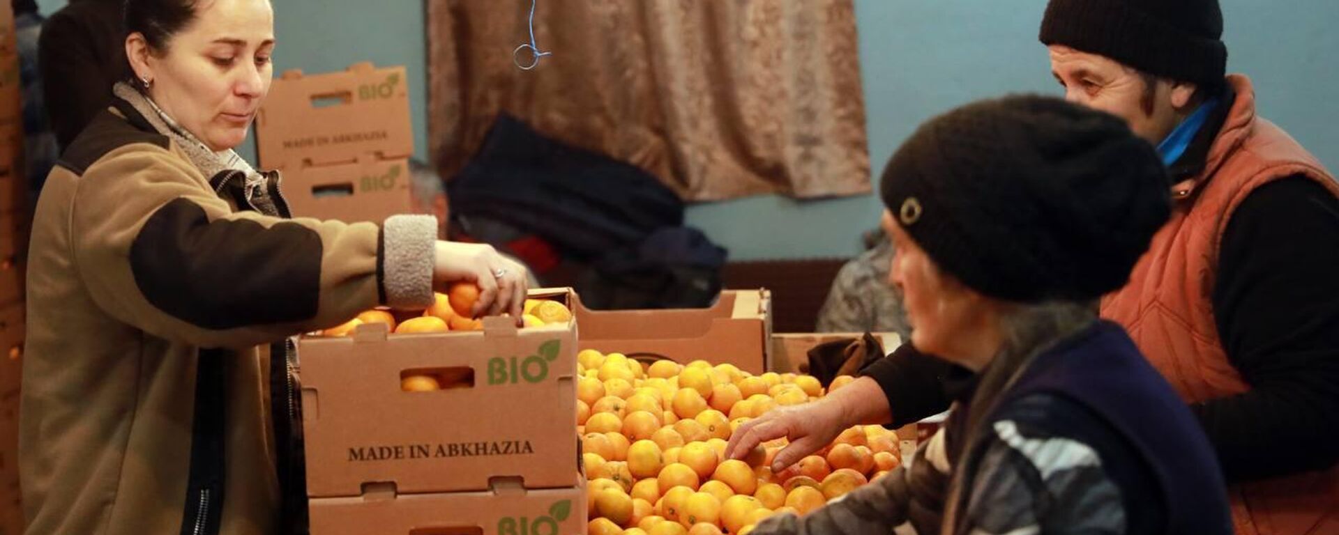 Более 60 тонн мандаринов было собрано для отправки на Донбасс - Sputnik Аҧсны, 1920, 10.12.2022