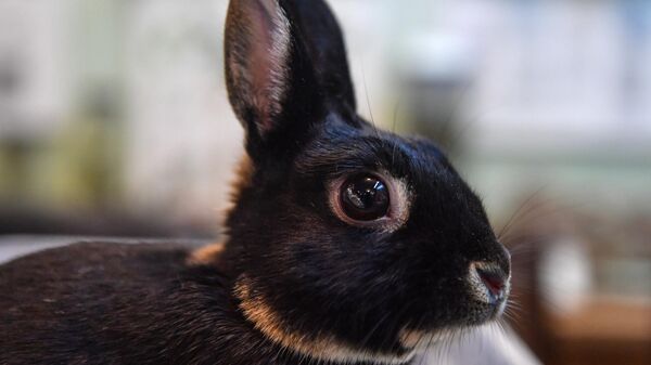 Выставка декоративных кроликов - Sputnik Абхазия