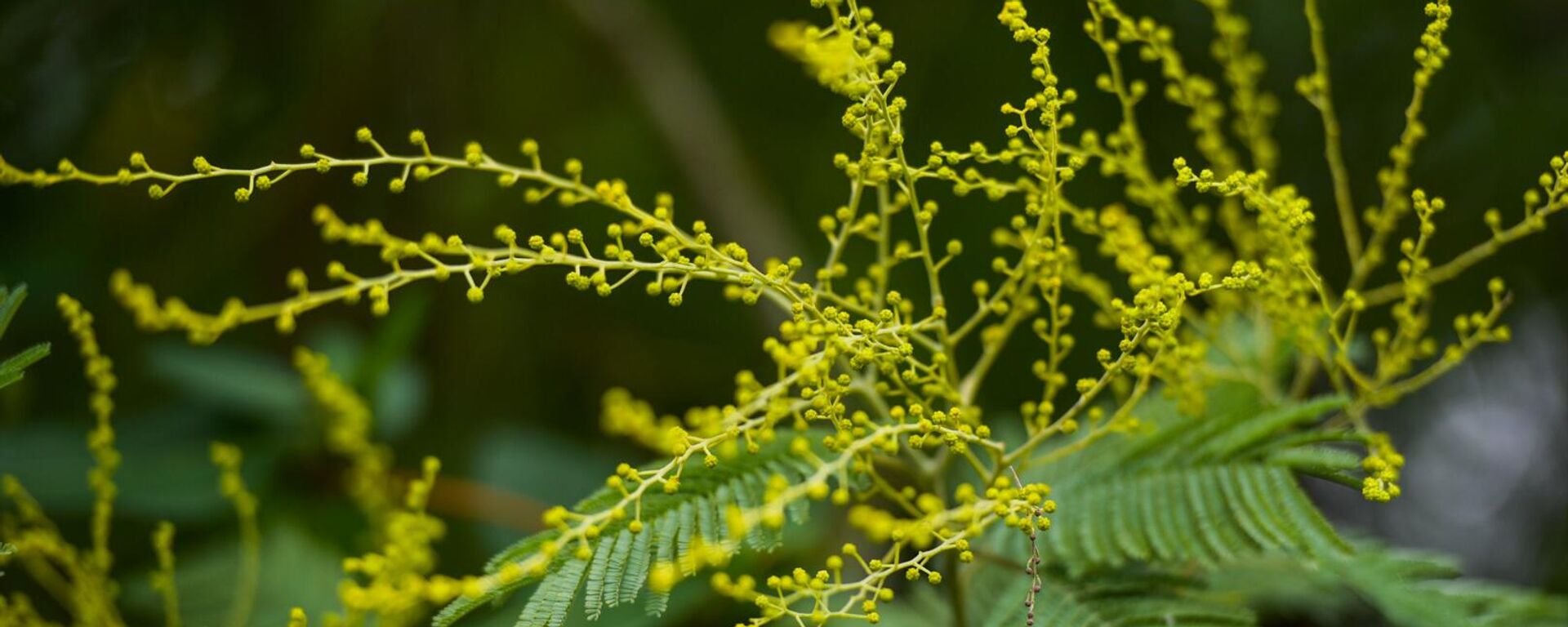 Мимоза зацвела в середине января  - Sputnik Абхазия, 1920, 30.12.2025