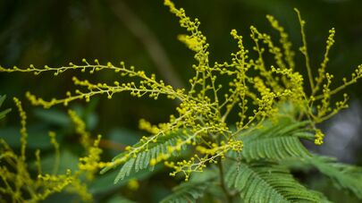 Мимоза зацвела в середине января 