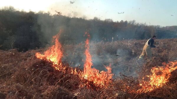 Пять гектаров сухостоя загорелись в Очамчырском районе - Sputnik Абхазия