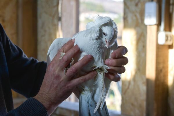 Любовь и голуби: как сухумчанин Роланд Гамгия стал разводить птиц - Sputnik Абхазия