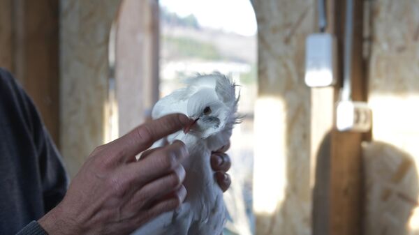 Дом птицы: любовь и голуби Роланда Гамгия - Sputnik Абхазия