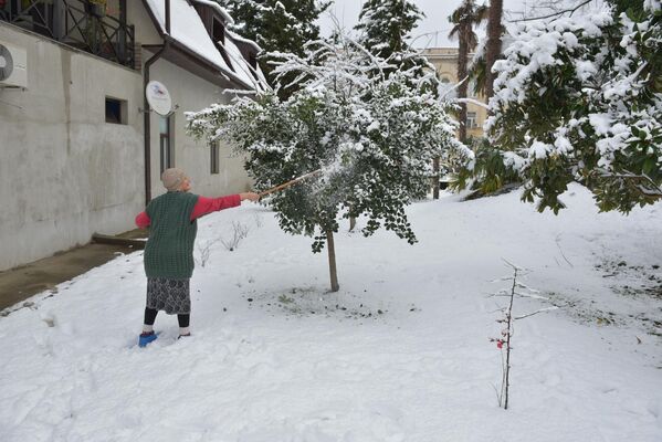 Жители столицы своими силами спасали деревья от тяжести снега.  - Sputnik Абхазия