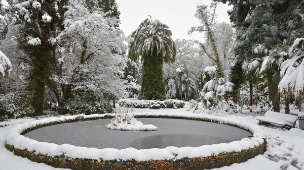 Ботанический сад в снегу  - Sputnik Аҧсны