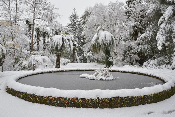 Ботанический сад в снегу  - Sputnik Абхазия