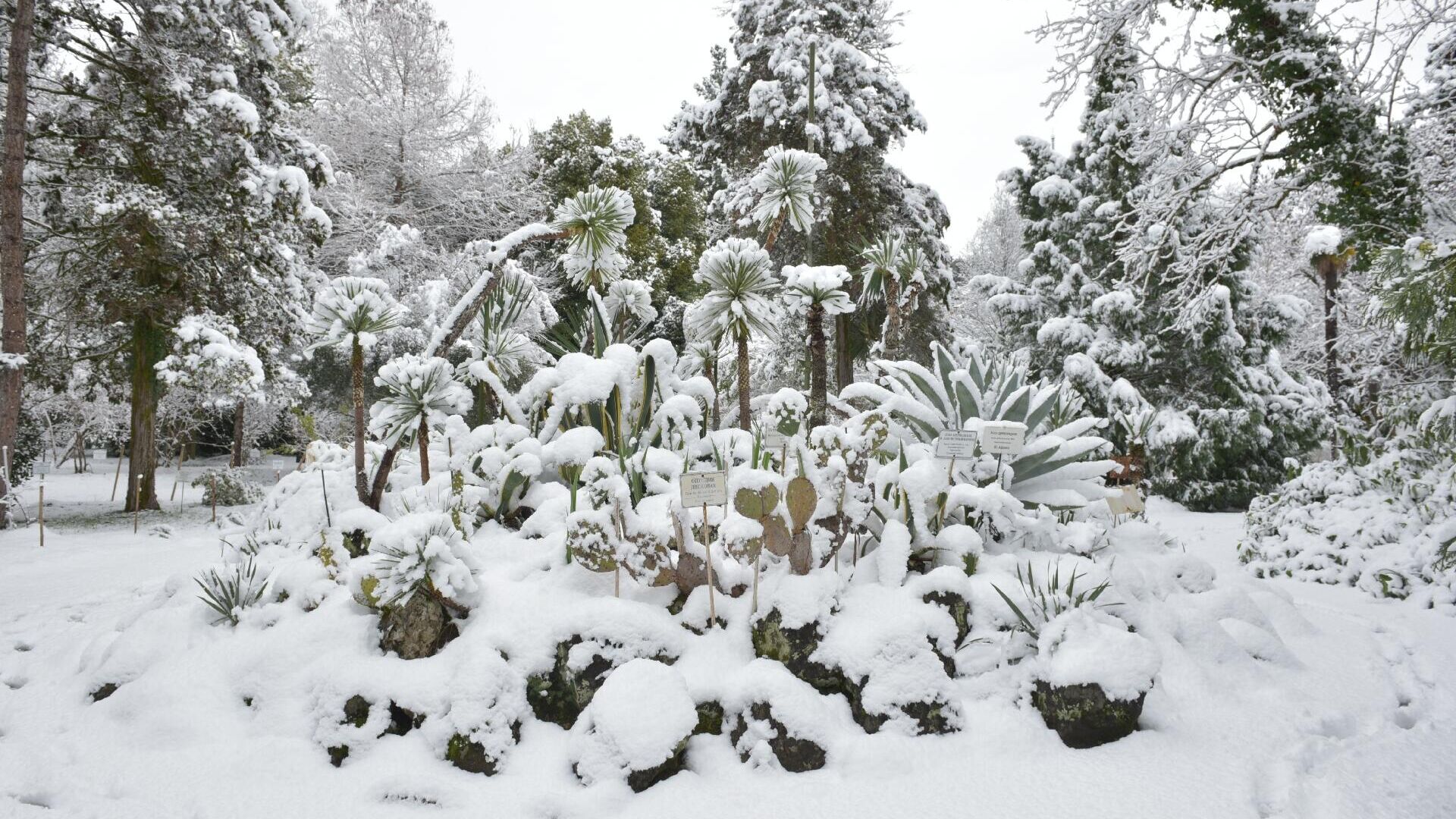 Ботанический сад в снегу  - Sputnik Абхазия, 1920, 17.02.2023