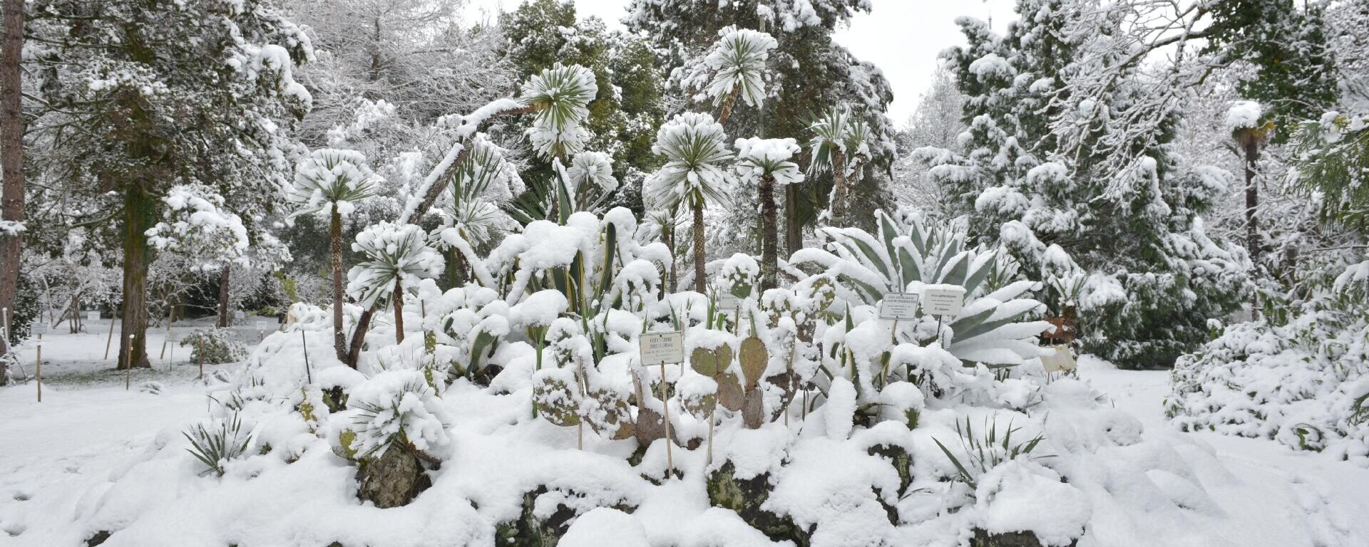 Ботанический сад в снегу  - Sputnik Абхазия, 1920, 17.02.2023