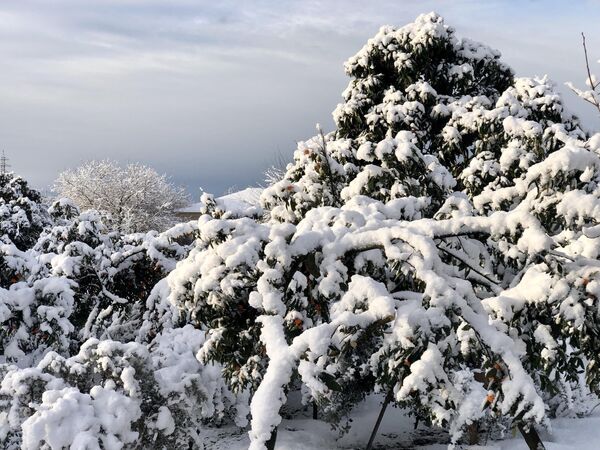 А так ярко и необычно ввглядят мандарины в снегу. - Sputnik Абхазия