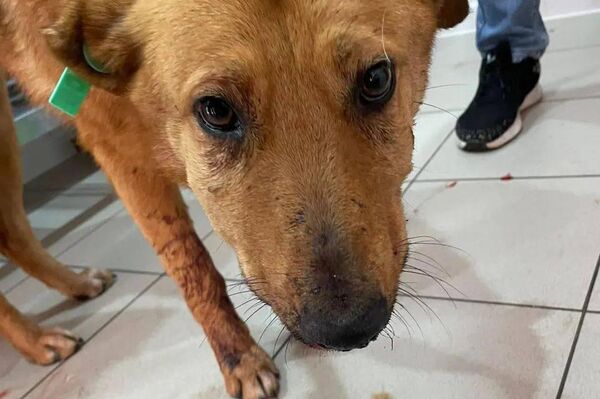 Собаки раненные после вчерашнего незаконного отстрела в Гагре  - Sputnik Абхазия