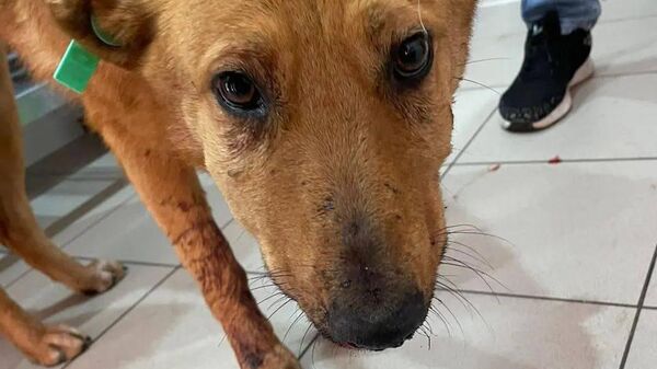 Собаки раненные после вчерашнего незаконного отстрела в Гагре  - Sputnik Абхазия