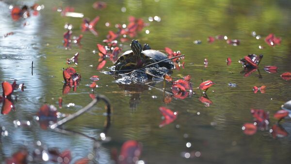 Весна в городе  - Sputnik Абхазия