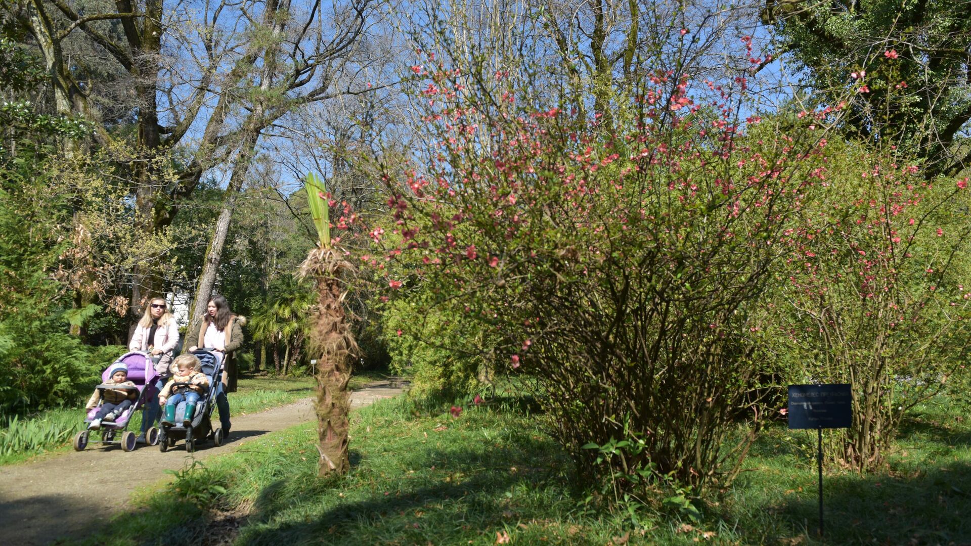 Весна в Абхазии Весна в Абхазии - Sputnik Аҧсны, 1920, 25.03.2026
