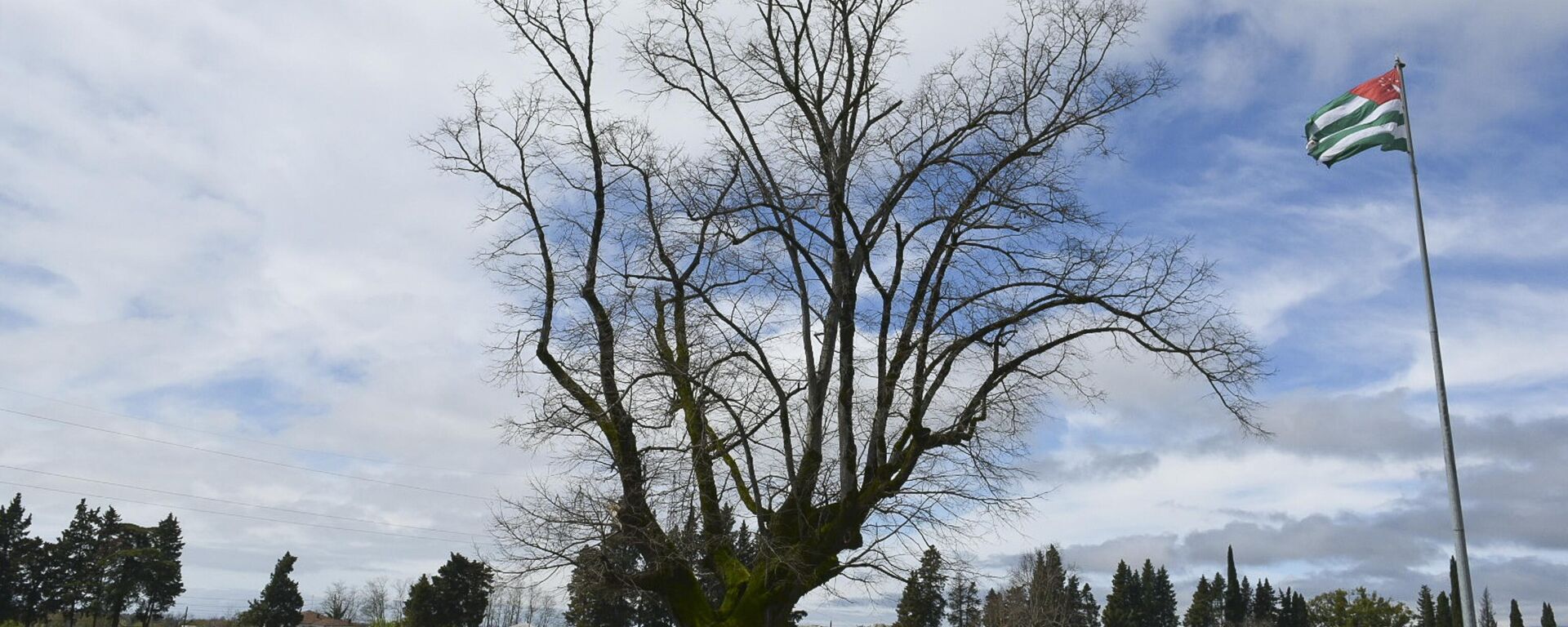 Многовековое дерево повредили на исторической поляне в селе Лыхны - Sputnik Аҧсны, 1920, 10.04.2023