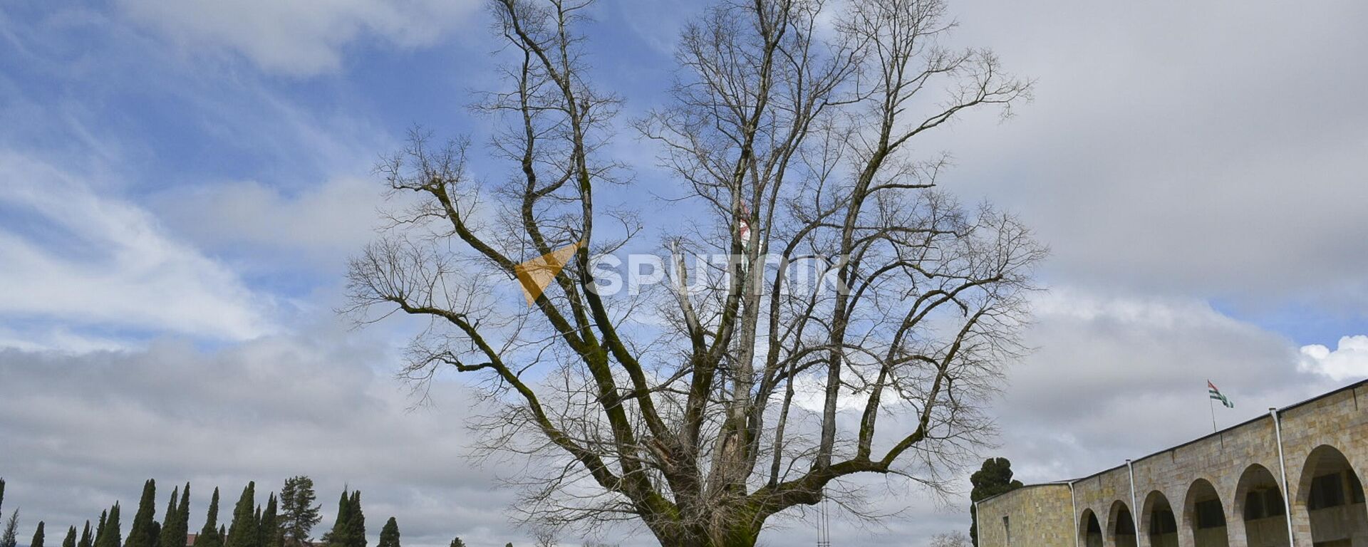 Многовековое дерево повредили на исторической поляне в селе Лыхны - Sputnik Абхазия, 1920, 16.06.2023