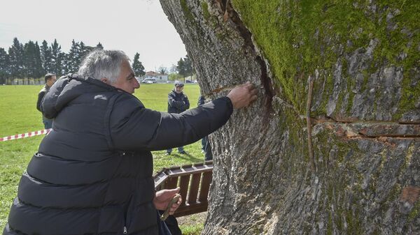 Многовековое дерево повредили на исторической поляне в селе Лыхны - Sputnik Аҧсны