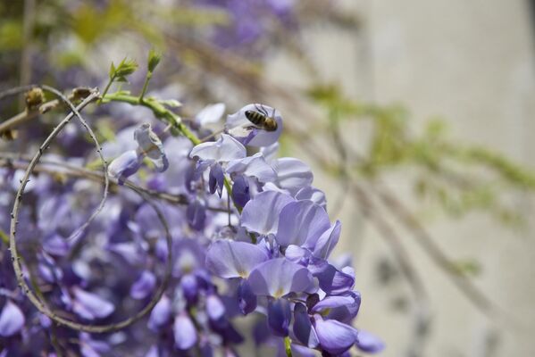 Тонкий аромат цветов притягивает пчелок... - Sputnik Абхазия