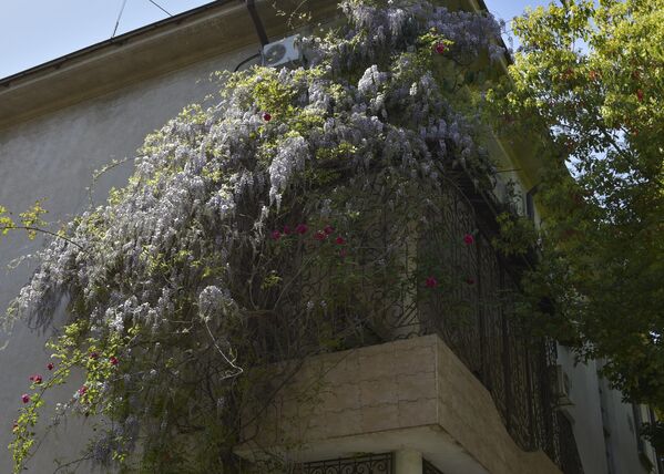 Растения украшают заборы и балконы... - Sputnik Абхазия