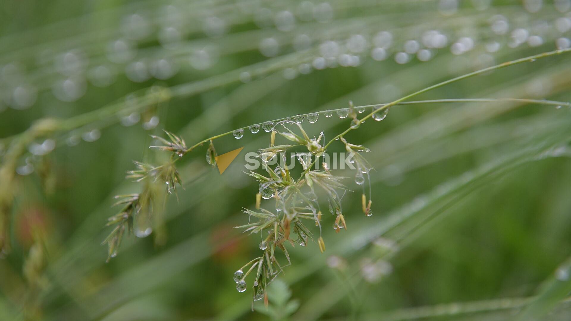 Капли дождя на траве  - Sputnik Абхазия, 1920, 03.09.2023