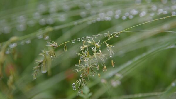Капли дождя на траве  - Sputnik Абхазия