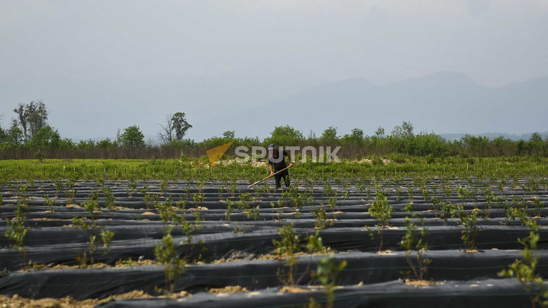 Молодые плантации голубики в Очамчирском районе  - Sputnik Абхазия, 1920, 01.04.2026