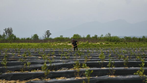Молодые плантации голубики в Очамчирском районе  - Sputnik Абхазия