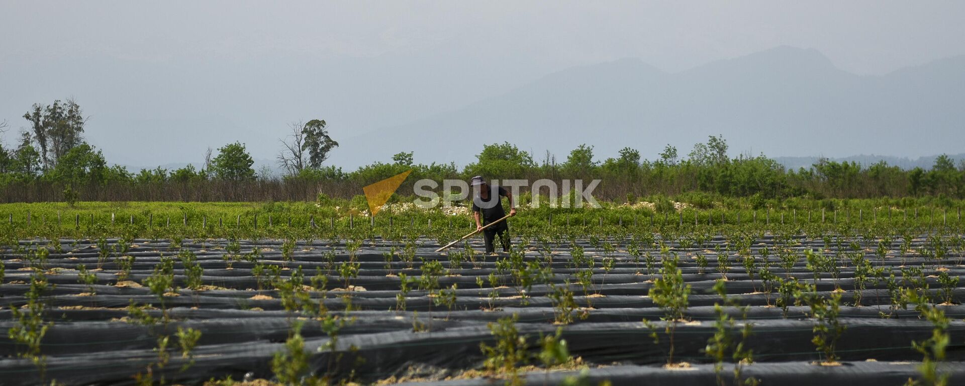 Молодые плантации голубики в Очамчирском районе  - Sputnik Абхазия, 1920, 01.04.2026