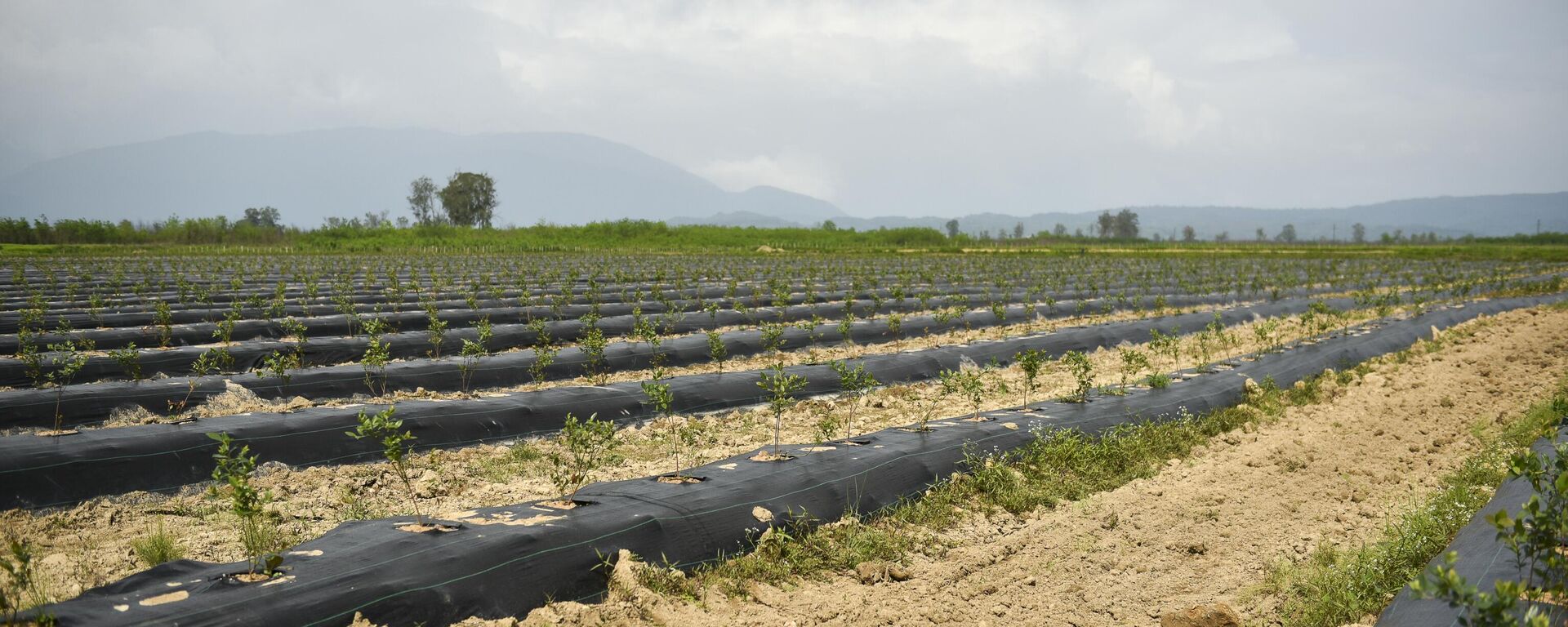 Молодые плантации голубики в Очамчирском районе  - Sputnik Абхазия, 1920, 11.03.2026