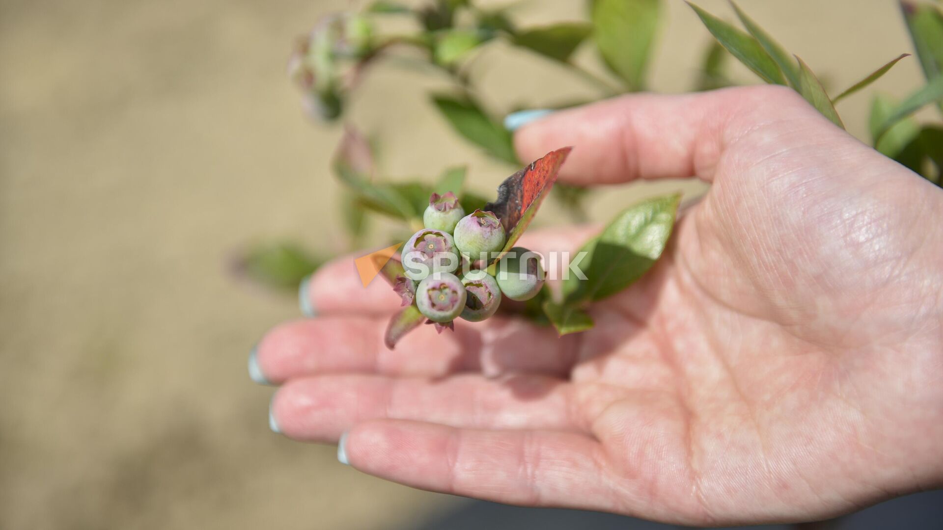 Молодые плантации голубики в Очамчирском районе  - Sputnik Абхазия, 1920, 26.12.2025