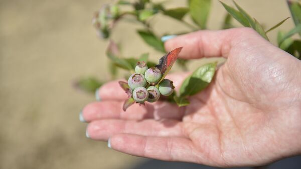 Молодые плантации голубики в Очамчирском районе  - Sputnik Абхазия