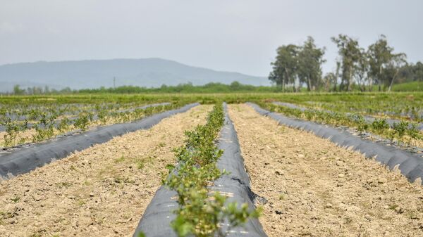 Молодые плантации голубики в Очамчирском районе  - Sputnik Абхазия