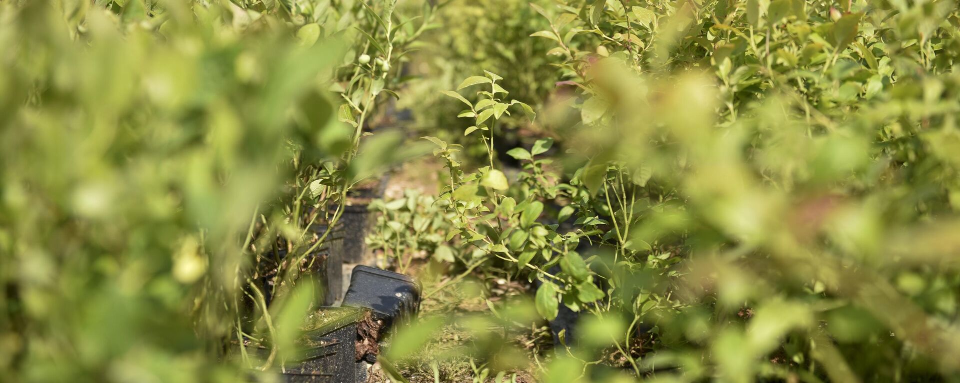 Молодые плантации голубики в Очамчирском районе  - Sputnik Абхазия, 1920, 18.10.2025