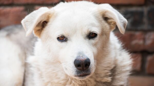 Бездомные животные - Sputnik Абхазия