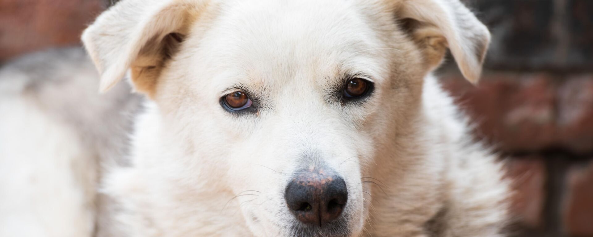 Бездомные животные - Sputnik Абхазия, 1920, 05.01.2026