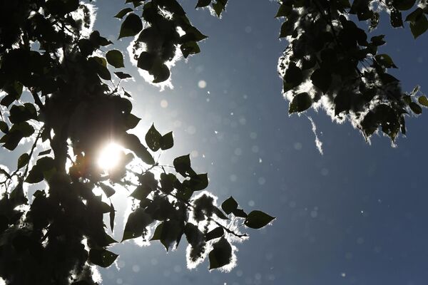 Пух на ветках тополя в парке 30-летия Октября в Великом Новгороде Пух на ветках тополя в парке 30-летия Октября в Великом Новгороде - Sputnik Аҧсны