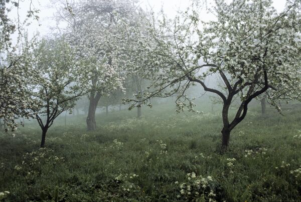 Весна в садах Свято-Успенской Почаевской лавры Весна в садах Свято-Успенской Почаевской лавры - Sputnik Аҧсны
