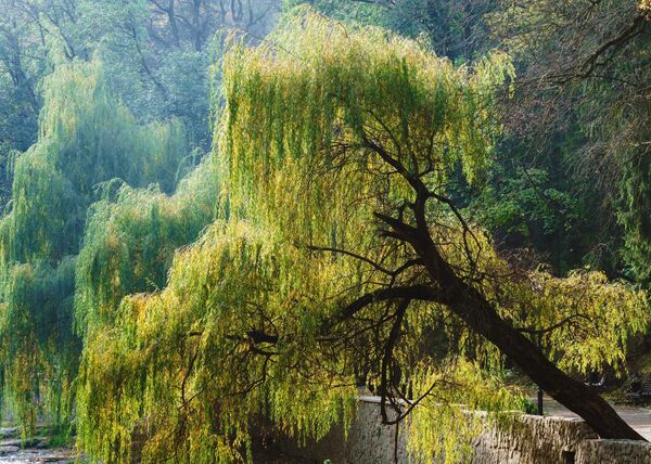 Деревья на набережной реки Ольховки в национальном парке Кисловодский в Ставропольском крае. Деревья на набережной реки Ольховки в национальном парке Кисловодский в Ставропольском крае. - Sputnik Аҧсны