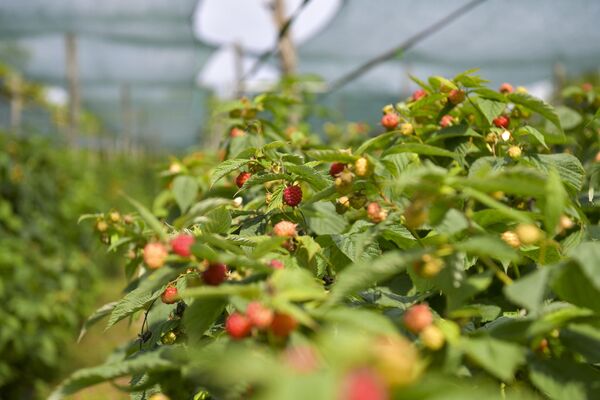 Выращивать ягоды сельчане начали шесть лет назад. - Sputnik Абхазия
