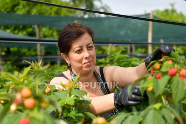 На плантациях трудятся две трудолюбивые семьи. - Sputnik Абхазия