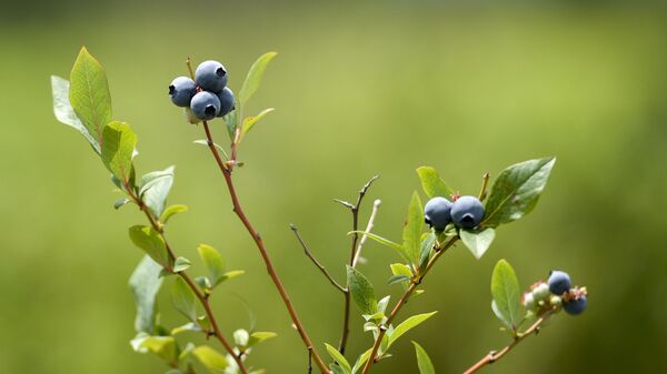 Съемки голубики в Кохоре, у Ланы Джопуа  - Sputnik Абхазия