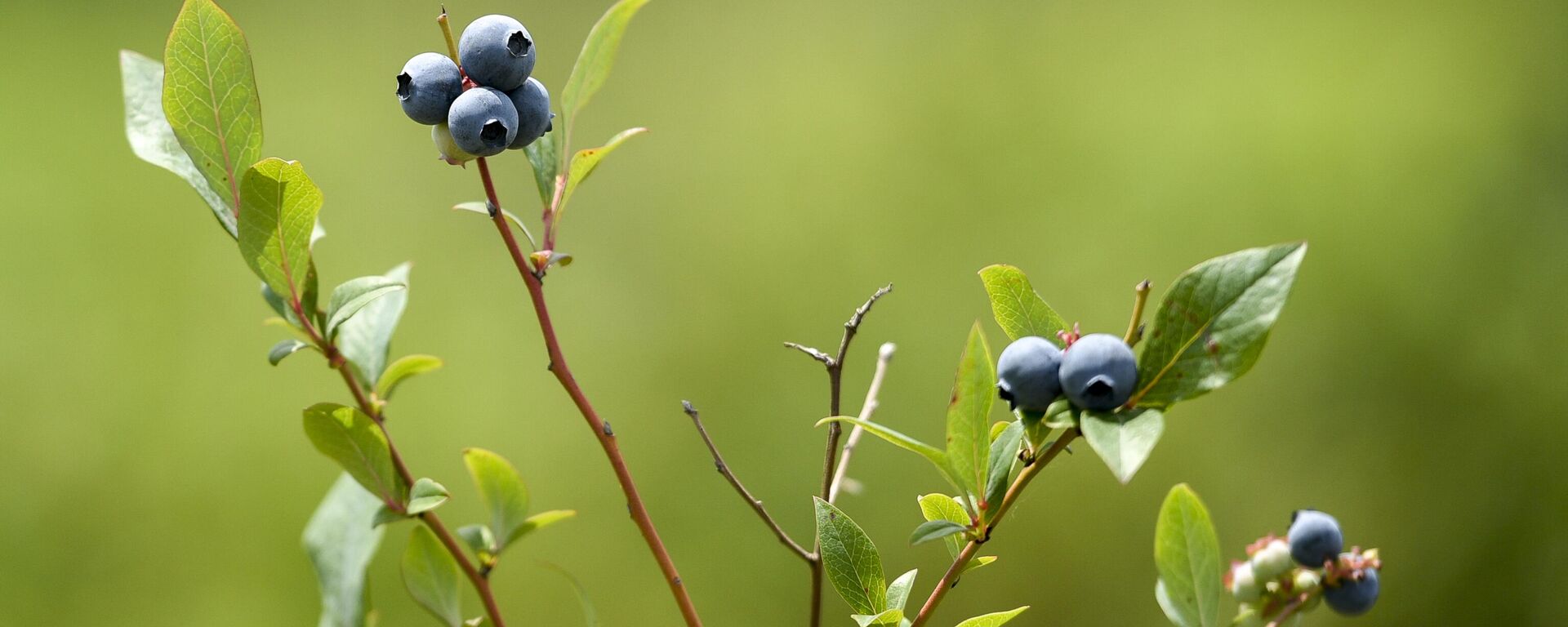 Съемки голубики в Кохоре, у Ланы Джопуа  - Sputnik Абхазия, 1920, 03.02.2026