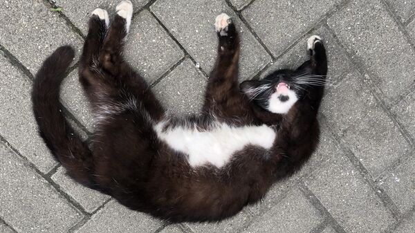 Кошка спит на улице  - Sputnik Абхазия