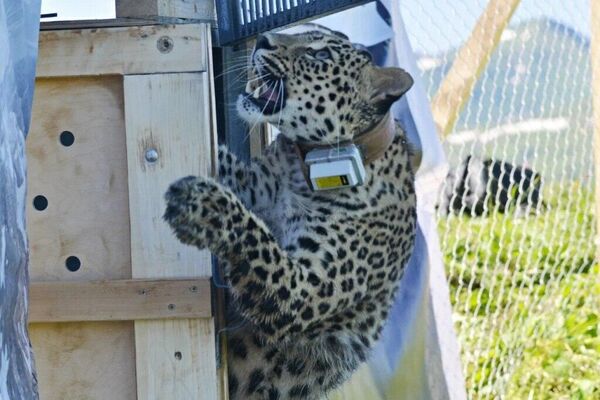 Самку леопарда Ачипсе из сочинского Центра восстановления леопарда на Кавказе выпустили на волю в Кавказском биосферном заповеднике - Sputnik Абхазия