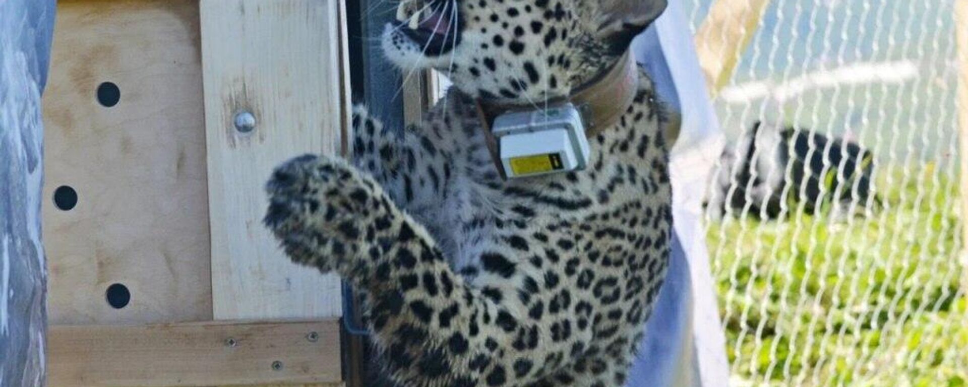 Самку леопарда Ачипсе из сочинского Центра восстановления леопарда на Кавказе выпустили на волю в Кавказском биосферном заповеднике - Sputnik Аҧсны, 1920, 15.07.2023