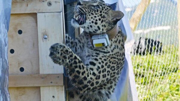 Самку леопарда Ачипсе из сочинского Центра восстановления леопарда на Кавказе выпустили на волю в Кавказском биосферном заповеднике - Sputnik Аҧсны